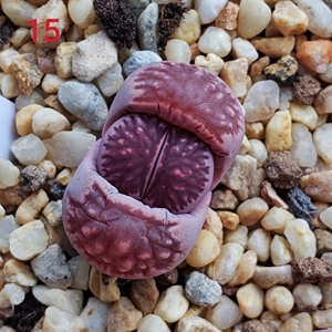 紫菊 紫色菊纹章 3年 生石花 大宇番杏