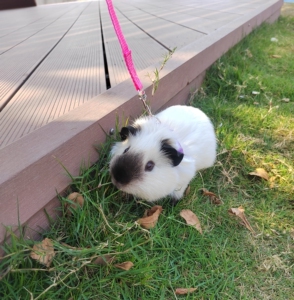 00junjun0777淘宝白 加洲 荷兰猪 加州豚鼠 天竺鼠 妹妹 母的 mm0人