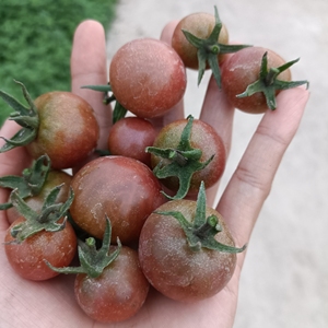 002人付款淘宝千禧圣女果小番茄苗 蜜糖巧克力番茄苗樱桃番茄苗樱桃