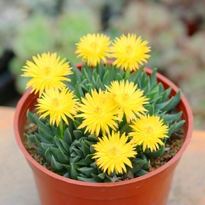 特价包邮两盆黄花照波群生多肉多头肉肉开花好养室内花卉绿植