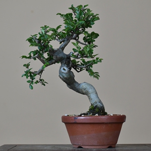 888疯狂购物666淘宝花皮榆树盆栽金钱榆盆景绿植小苗花卉榔榆老桩爆
