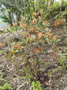 春花树 又名石斑木,盆景地景两相宜