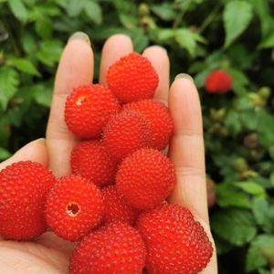 现挖空心泡復盆子蓬虆空心草莓白花三四月泡划船泡刺泡苗