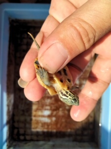 虎纹草龟斑纹草龟黄肉草龟黄化草龟变异草龟极品金甲虎纹草龟