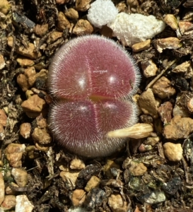 长毛 毛翠滴玉肉锥