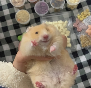 米熊金丝熊米熊眼圈熊虎纹熊奶牛熊米熊小仓鼠宠物公母可选 不咬