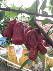 台湾黑金刚黑糖芭比莲雾嫁接苗大叶红盆栽地栽果树苗庭院种植