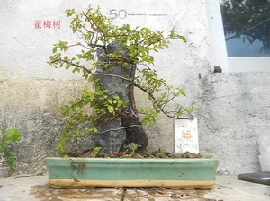 出售一棵小叶红芽雀梅树,不含盆,东三省新疆和港澳台邮费另议.