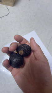 千丝果菩提子狐尾椰种子