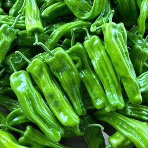 【秒5斤】现摘辣椒新鲜薄皮辣椒青椒园椒微辣泡椒蔬菜非朝天椒
