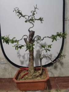 【山石榴盆景】山石榴盆景品牌,价格 - 阿里巴巴