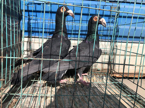 大鼻子观赏鸽子