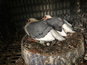 观赏鸽子蝴蝶背