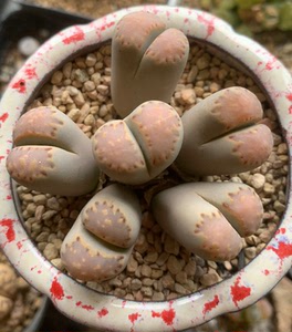 00zx11287744淘宝生石花饼干粉饼干编号c62饼干0人付款25.