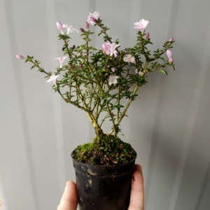 (一物一拍)老桩六月雪,开紫花,花苞多多,形好苗壮,原盆发货