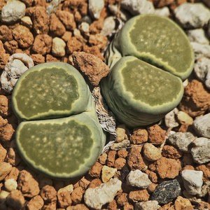 生石花c56a绿福来母本,不议价