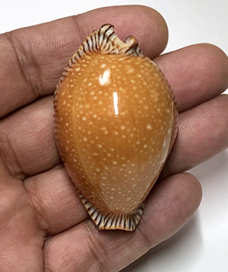 【金星宝螺】金星宝螺品牌,价格 - 阿里巴巴