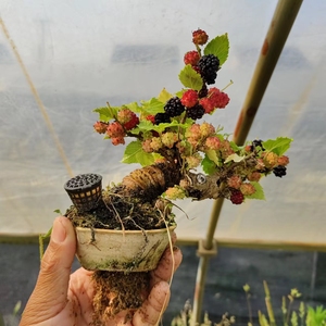 日本姬桑,果桑,姬果桑,观果期,可食用,含盆,包邮