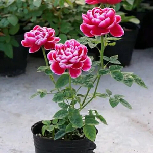 玛丽玫瑰月季大苗