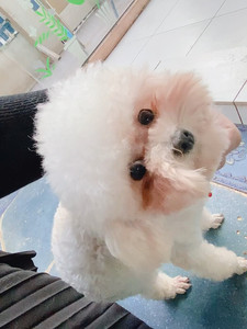 个人家庭饲养的宠物白色茶杯犬母最低价格处理,本人因工作原因没