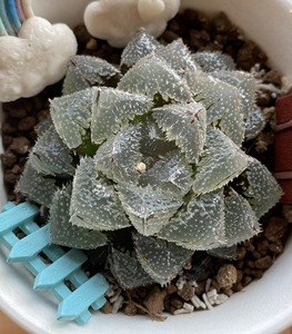 魔刺玉露 魔刺寿 变异 十二卷 多肉