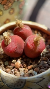 毛汉尼.拉登.毛杂.猴脸.香奈儿.大紫猴.风铃.多肉植物.肉