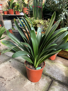 三头君子兰(多头)7年生成兰大颗 包邮d92