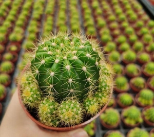 玻璃球仙人球 金盛丸 主球直径6-8厘米不等 实生爆仔群生