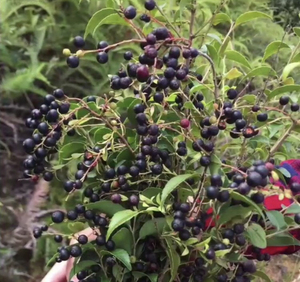 小叶乌饭树苗树桩乌饭树大苗小苗小桩老桩南烛树苗黑米乌饭染料三