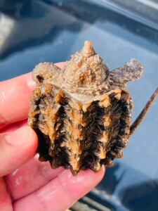 【鳄龟大鳄苗】鳄龟大鳄苗品牌,价格 - 阿里巴巴