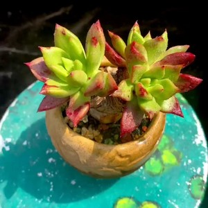 仙女杯绿体丸叶苹果叶3头小老桩群 无砍冠幅8.5的样子造型精