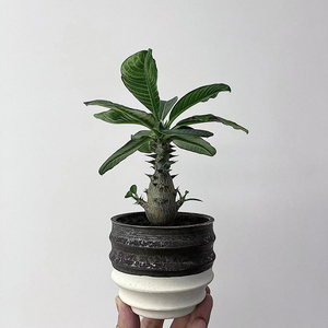 001人付款淘宝【块根植物】温莎瓶干棒槌 可爱小精品 非象芽宫 光堂