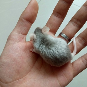 缎子鼠 花色小白鼠【亮毛丁香色】