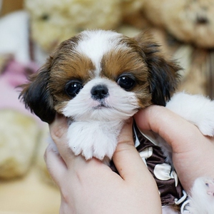 西施幼犬活体宠物狗狗茶杯长毛公主西施犬蝴蝶犬马尔济斯  出售