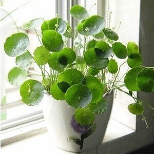 办公室桌面阳台 创意绿植盆栽 铜钱草 可水培土培 生长快 易养护