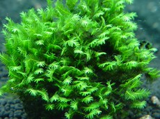 水族黑壳虾_水族黑壳虾