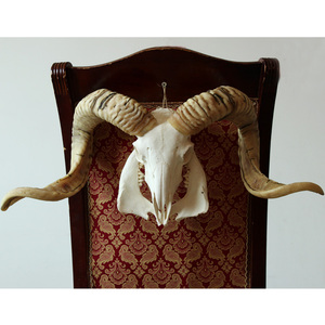 西藏天然纯手工壁挂真羊头骨标本羊头装饰摆件牛头特色手工艺礼品