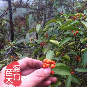 野生巴戟天种子 或苗 三角藤 效同淫羊霍 草药种子 中药材苗