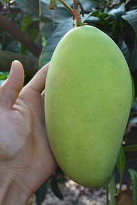 台湾金煌大芒果5斤59元 新鲜水果 核小香甜的芒果 产地厦门