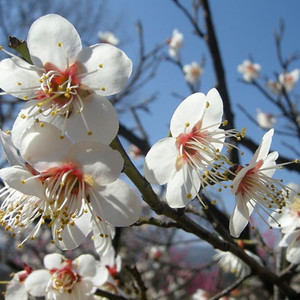 白梅花盆栽白色