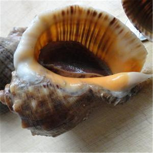 000人付款淘宝鲜活海鲜角螺 鲜活响螺,号螺,海螺海