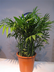 袖珍椰子 空气净化器吸甲醛好养植物 办公室室内绿植 沈阳花卉