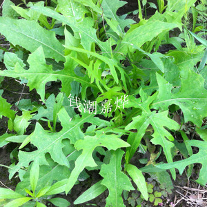 新鲜苦荬菜苦麻菜/龟粮陆龟兔子豚鼠饲料牧草/现摘100克