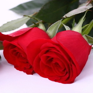 红玫瑰花苗盆栽大花月季苗正宗切花玫瑰带花卡罗拉李小燕花卉包邮