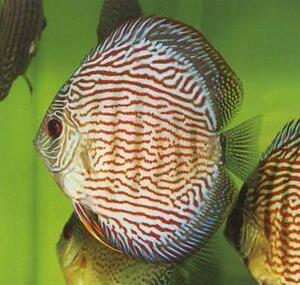 七彩神仙热带观赏鱼红松石8cm掌柜推荐厂家直销实拍图片