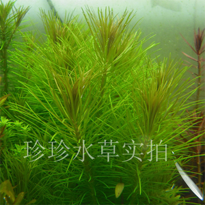 水草越南百叶 百叶 绿百叶水草 (一枝)-珍珍水草