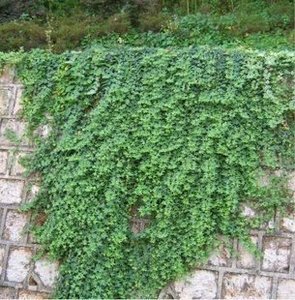 特价出售藤类植物 中华常春藤 四季青 攀缘能力强 爬墙高手.