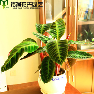 天鹅绒植物花卉