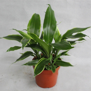 【金碧玉盆栽】金碧玉盆栽品牌,价格 - 阿里巴巴