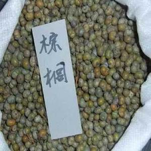 棕榈树种子